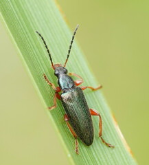Lepturidea punctulaticollis