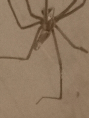 Euprosthenops