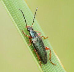 Lepturidea punctulaticollis