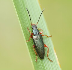 Lepturidea punctulaticollis