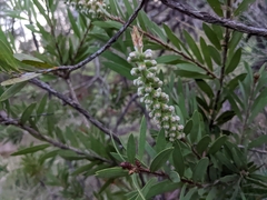 Melaleuca citrina