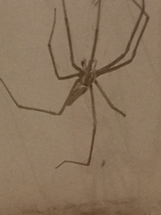 Euprosthenops