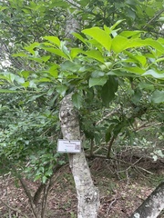 Hedycarya arborea