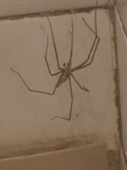 Euprosthenops