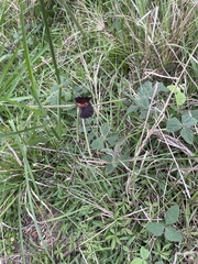 Macroptilium atropurpureum