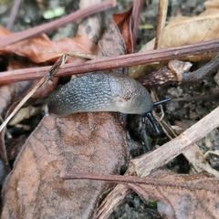 Krynickillus melanocephalus