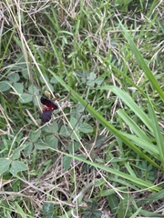 Macroptilium atropurpureum