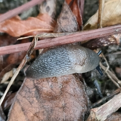 Krynickillus melanocephalus