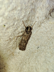Hydropsyche exocellata
