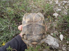 Testudo graeca
