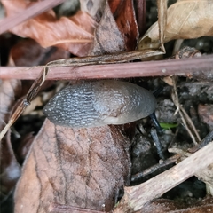 Krynickillus melanocephalus