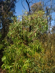 Persoonia levis