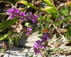 Lespedeza floribunda