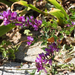 Lespedeza floribunda - Photo (c) Chuangzao, algunos derechos reservados (CC BY-NC), uploaded by Chuangzao