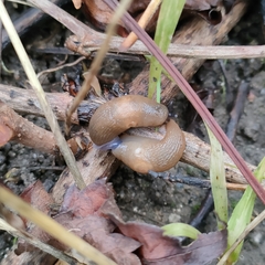 Krynickillus melanocephalus