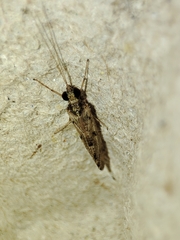 Hydropsyche exocellata
