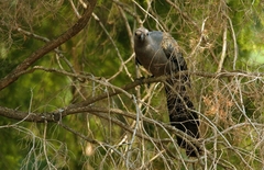 Corythaixoides concolor
