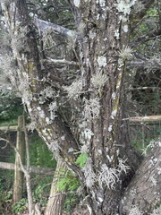 Ramalina celastri