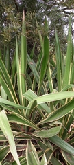 Furcraea selloana