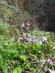 Salvia fruticosa