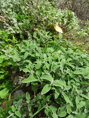 Salvia fruticosa