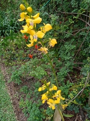 Eulophia speciosa