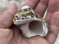 Trochoidea
