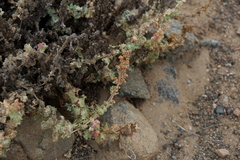 Atriplex
