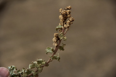 Atriplex