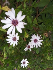 Dimorphotheca fruticosa