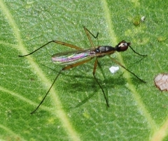 Micropeza grallatrix