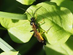 Ichneumon confusor