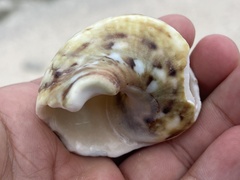 Trochoidea