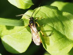 Ichneumon confusor