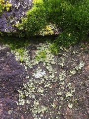 Physciaceae