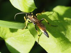 Ichneumon confusor