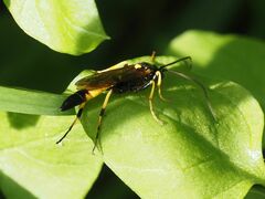 Ichneumon confusor