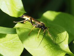 Ichneumon confusor