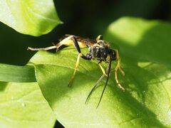 Ichneumon confusor