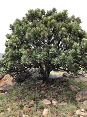 Protea roupelliae roupelliae