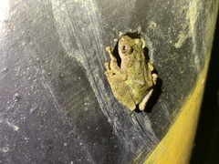 Kurixalus eiffingeri