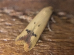 Tachystola hemisema