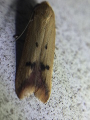 Tachystola hemisema