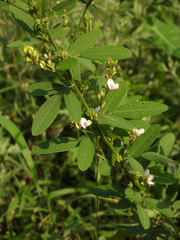 Lespedeza daurica