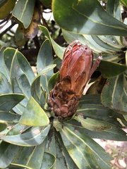 Protea roupelliae roupelliae