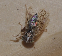Stenidiocerus poecilus