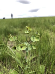 Euphorbia striata