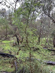 Bursaria spinosa spinosa
