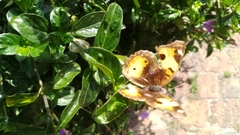 Junonia hierta cebrene