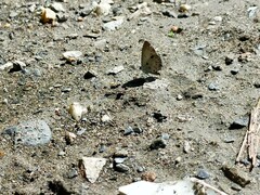 Megisba malaya sikkima